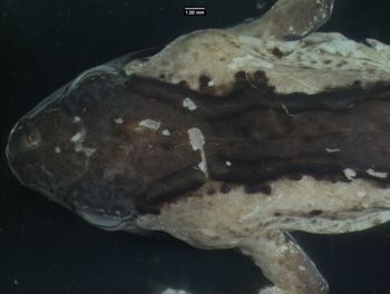 Media type: image;   Herpetology A-136784